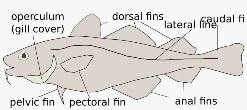 Open - Cartilaginous Fish, transparent png download