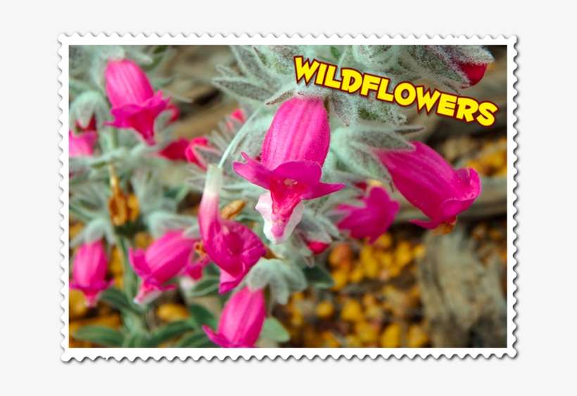 View The Beautiful Wa Wildflowers - Bougainvillea, transparent png download