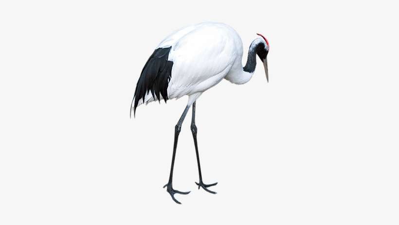 Kisspng Red Crowned Crane Download Crane - Red-crowned Crane, transparent png download