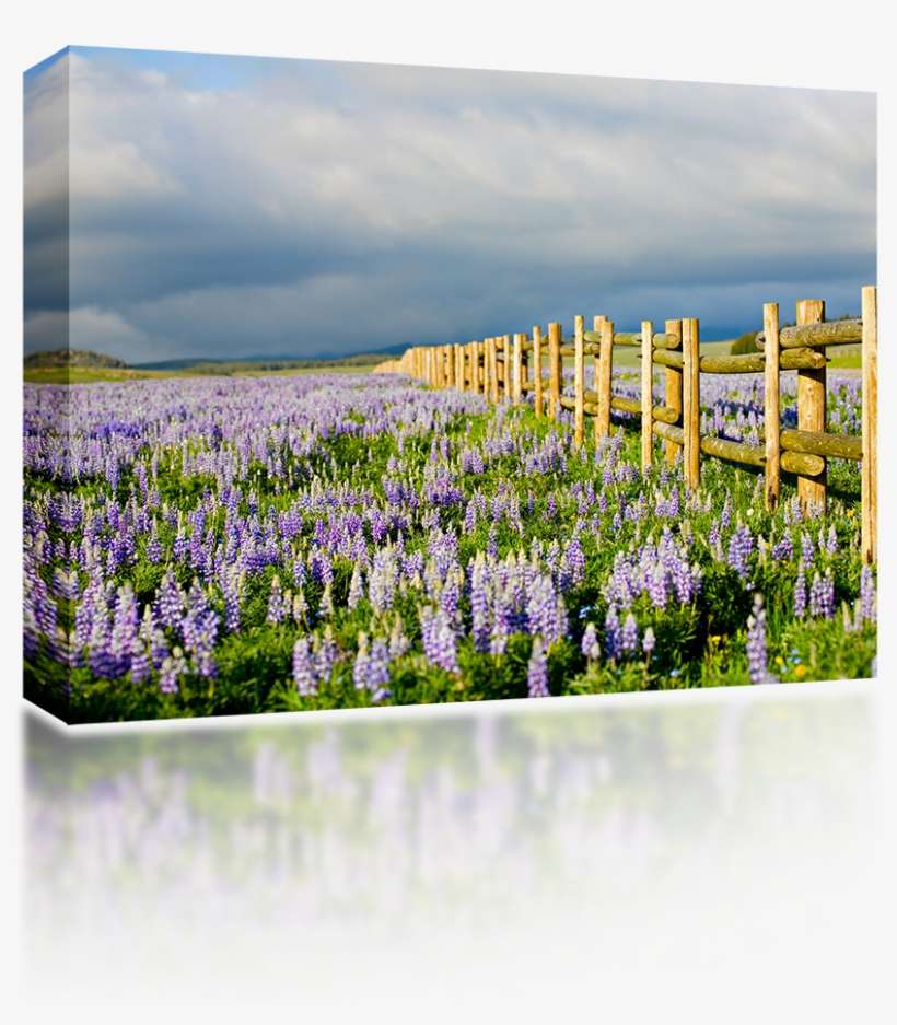 Bluebonnet, transparent png download