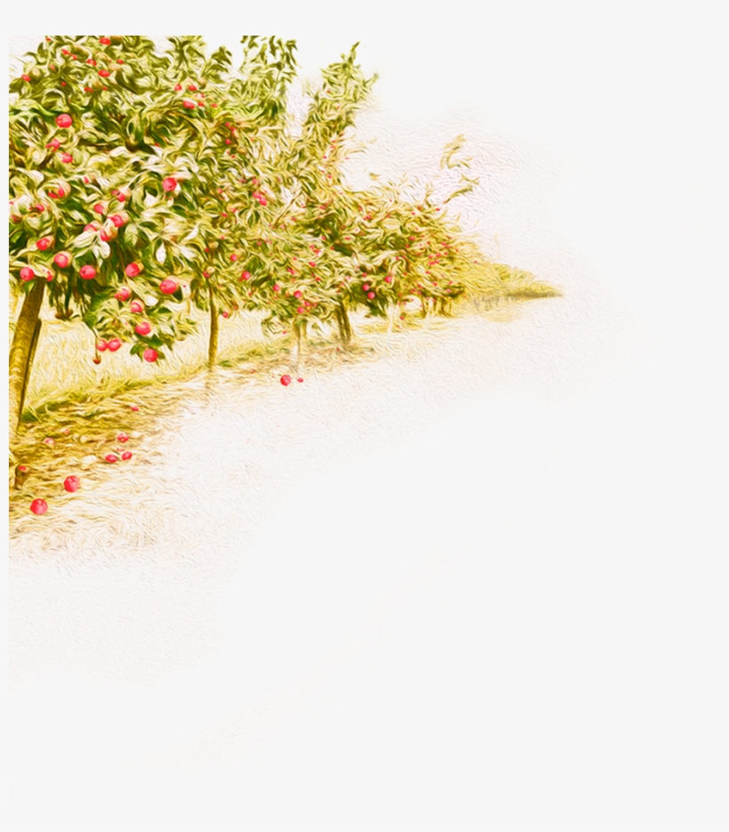 Apple Fox - Acerola, transparent png download