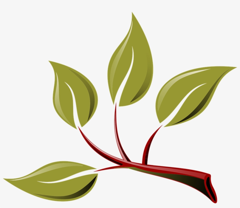 883 X 720 1 - Branch With Leaves Clipart, transparent png download