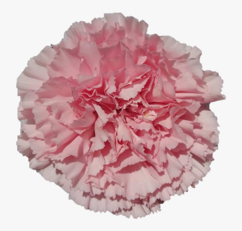 Doncell - Carnation - Carnation, transparent png download
