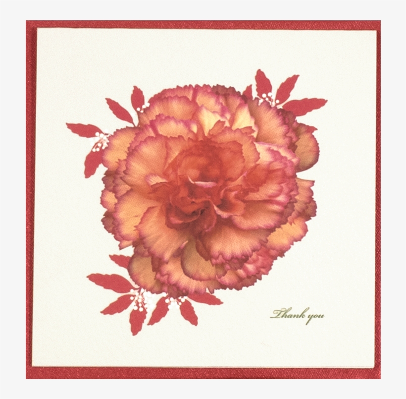 Orange Carnation - Carnation, transparent png download