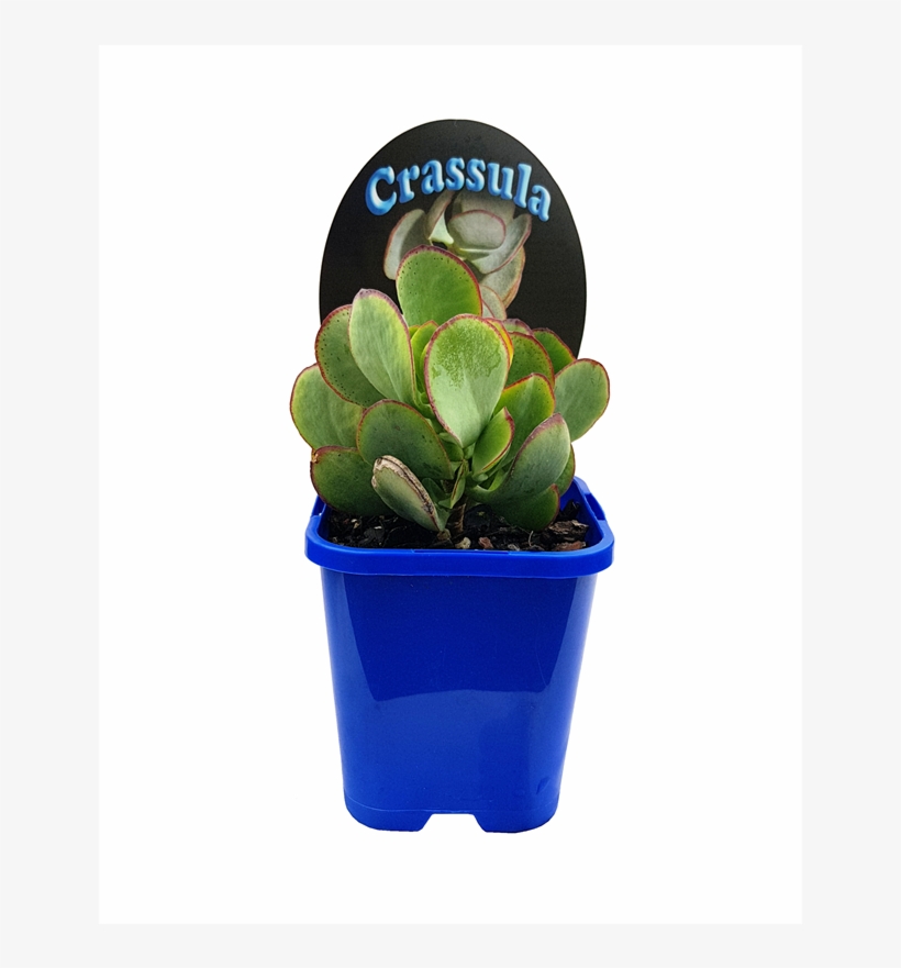 10cm Landscaper's Choice Succulents - Flowerpot, transparent png download