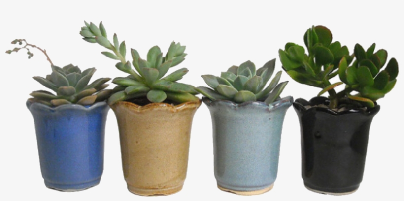 Succulents / Polyvore - Green Niche Meme Pngs, transparent png download