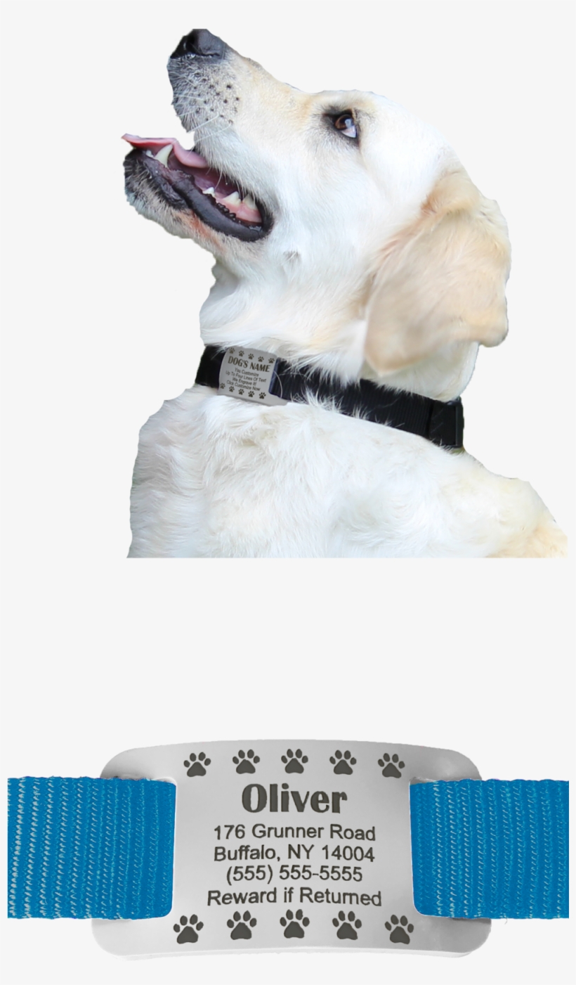 Website Right Side - Labrador Retriever, transparent png download