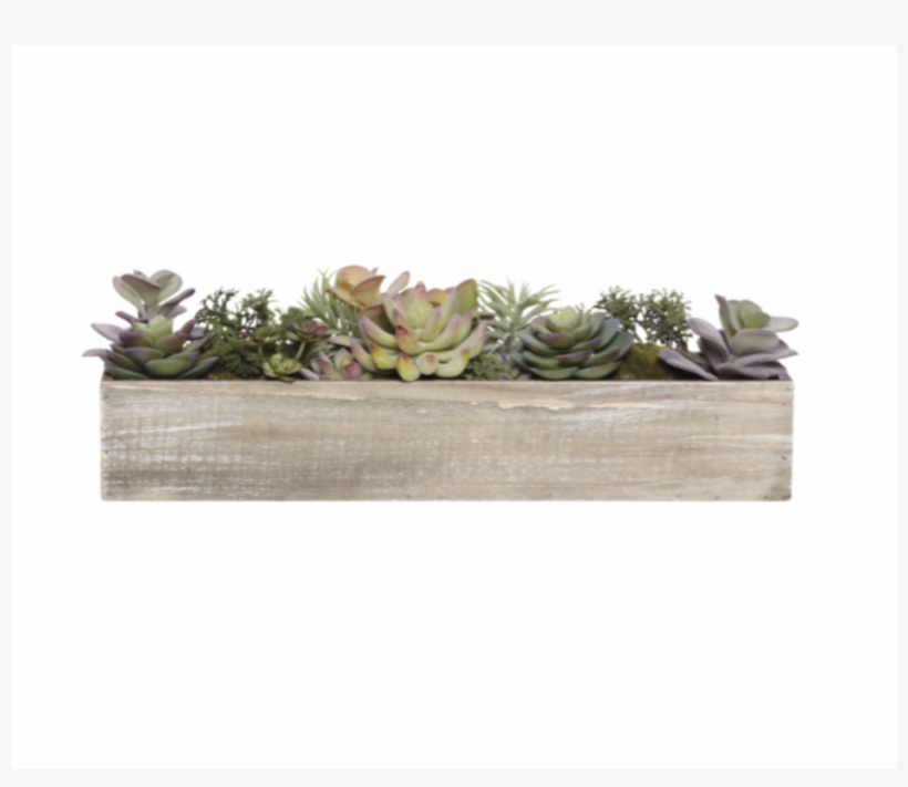 Succulent Tray - Garden Roses, transparent png download