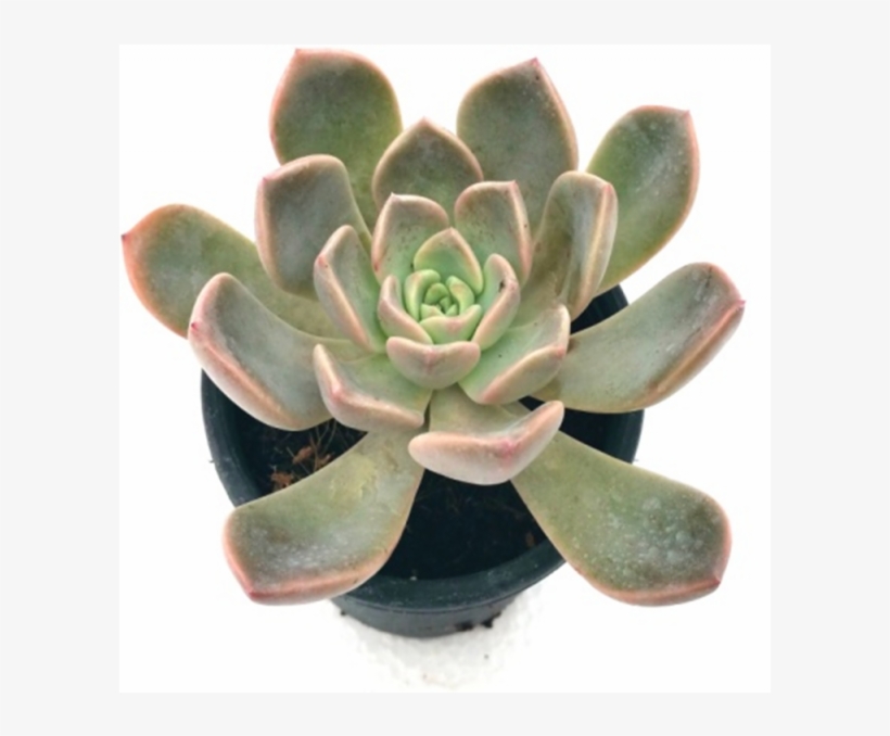 Echeveria Blue Prince Succulent Plant - White Mexican Rose, transparent png download