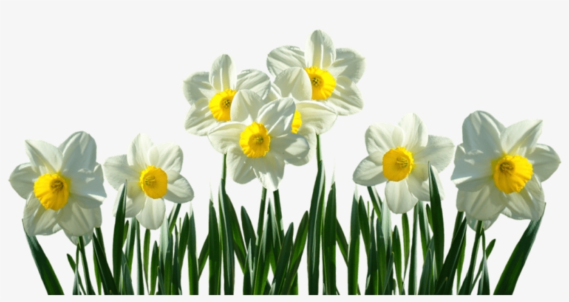 This Flower Has Two Main Parts - Daffodils Png, transparent png download