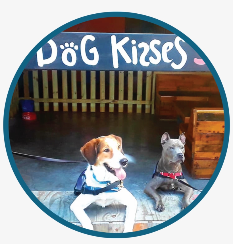 Events Website Graphic - Beagle, transparent png download