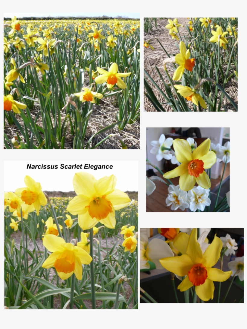 Narcissus "scarlet Elegance" - Narcissus, transparent png download