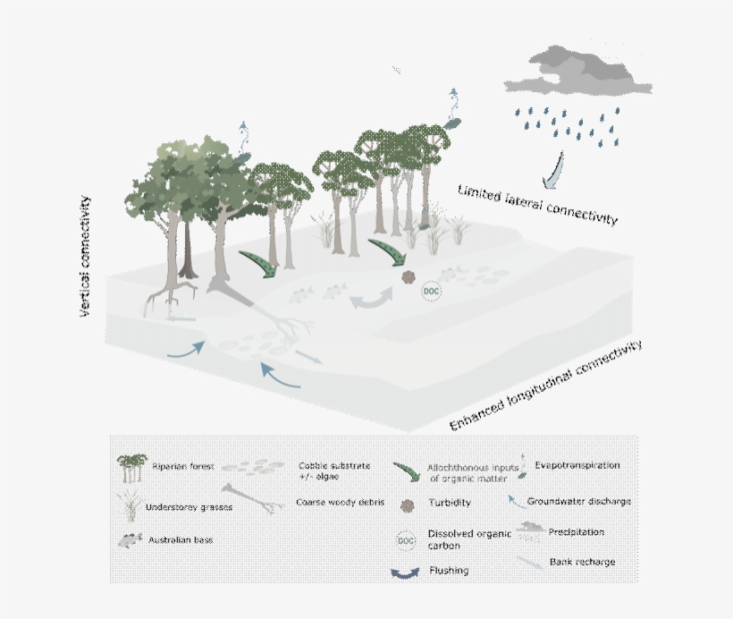 Figure 35 Conceptual Model Of Streams During Periods - Palm Tree, transparent png download