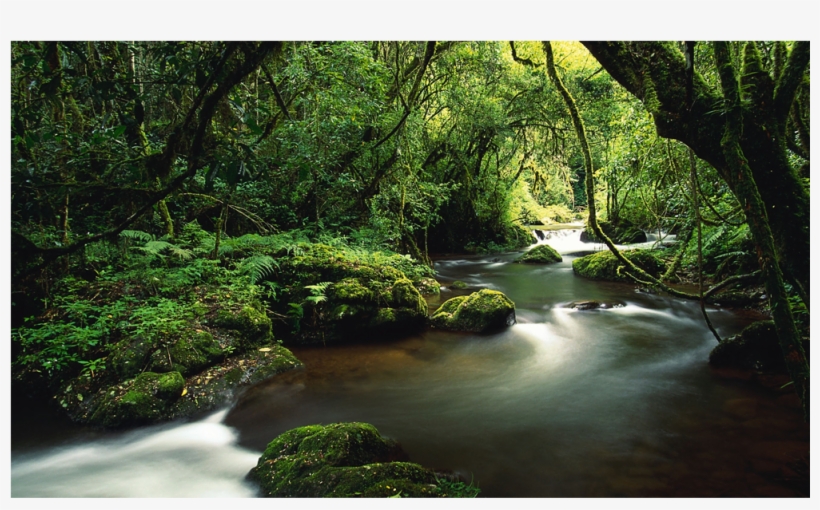 Score 50% - Jungle Costa Rica Hd, transparent png download