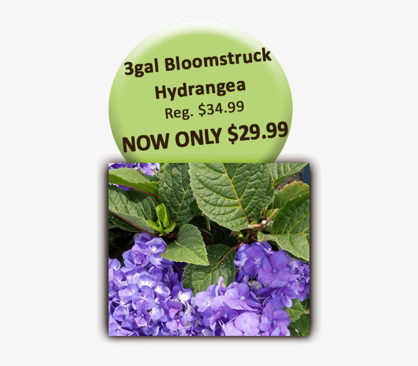 3gal Bloomstruck Hydrangea - Balloon Flower, transparent png download