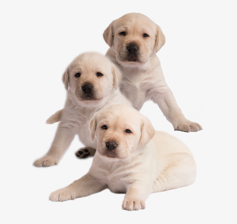 Chase, Marshall And Everest - Labrador Retriever, transparent png download