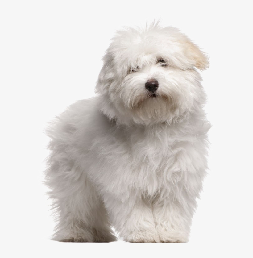 White Puppies Png High-quality Image - Coton De Tulear Dog Breeds, transparent png download