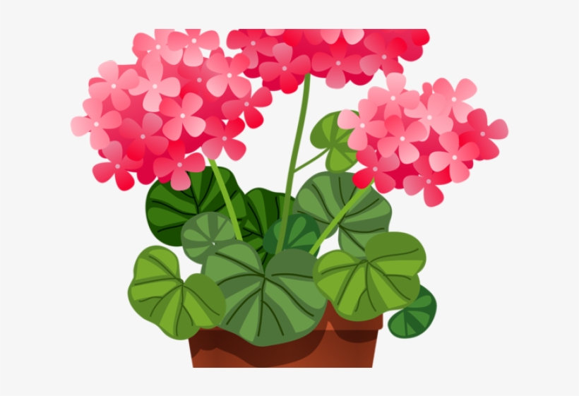 Hydrangea Clipart Plant Png - Clip Art, transparent png download