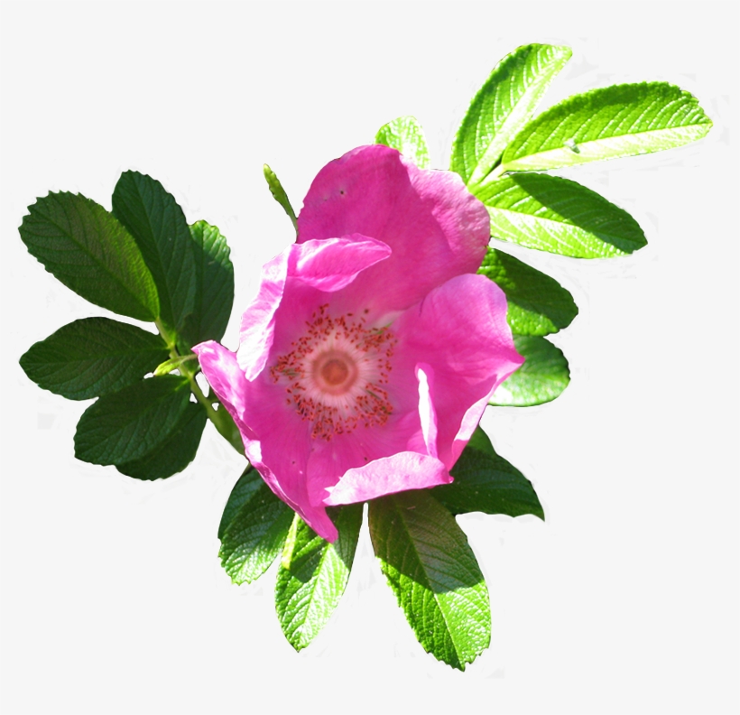 Blooming Dog Rose Image - Flower Clip Art, transparent png download