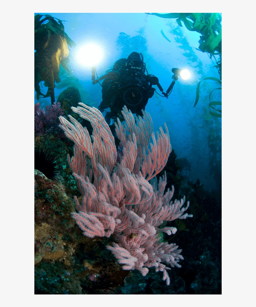 The Camera Coach® Your Guide To Underwater Videocamera - Underwater, transparent png download