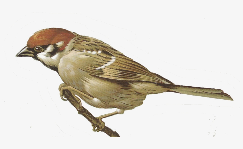 Sparrow Png, Download Png Image With Transparent Background, - Clipart Sparrow Png, transparent png download