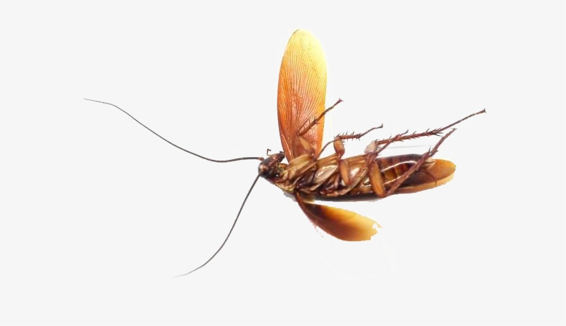 Bed Bug Png Photo - Mosquito, transparent png download