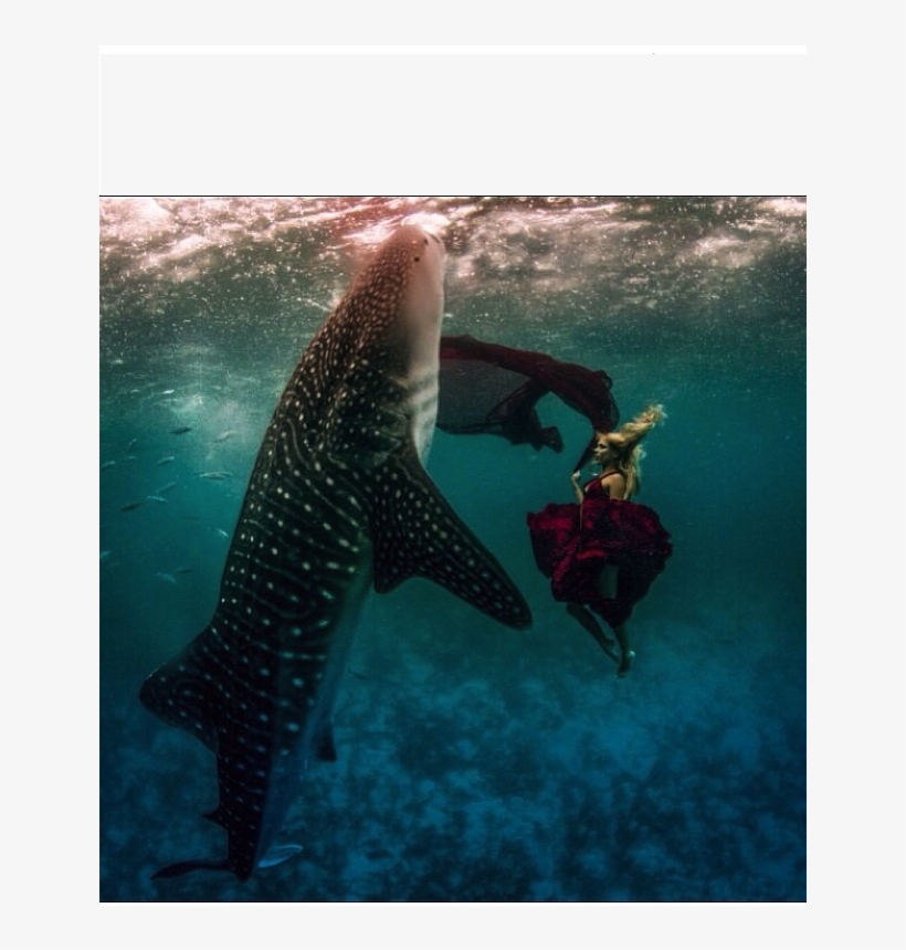 Img 1253 - Kristian Schmidt Whale Shark, transparent png download