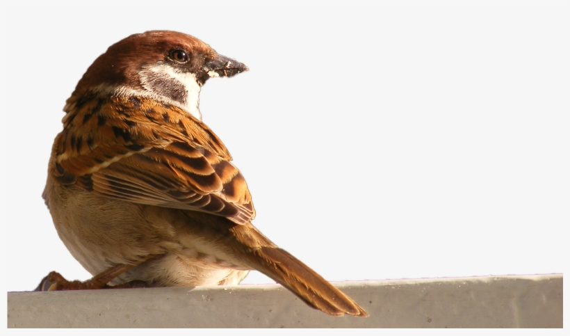 Bird House Hd Transprent Png Free Wildlife - House Sparrow, transparent png download