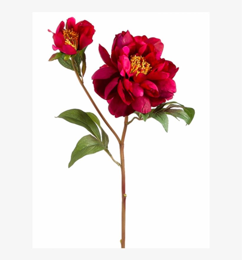 5" Vintage Peony Spray Beauty - Wild Peony, transparent png download