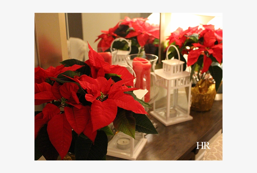 Did You Know That December 12th Is National Poinsettia - Poinsettia, transparent png download