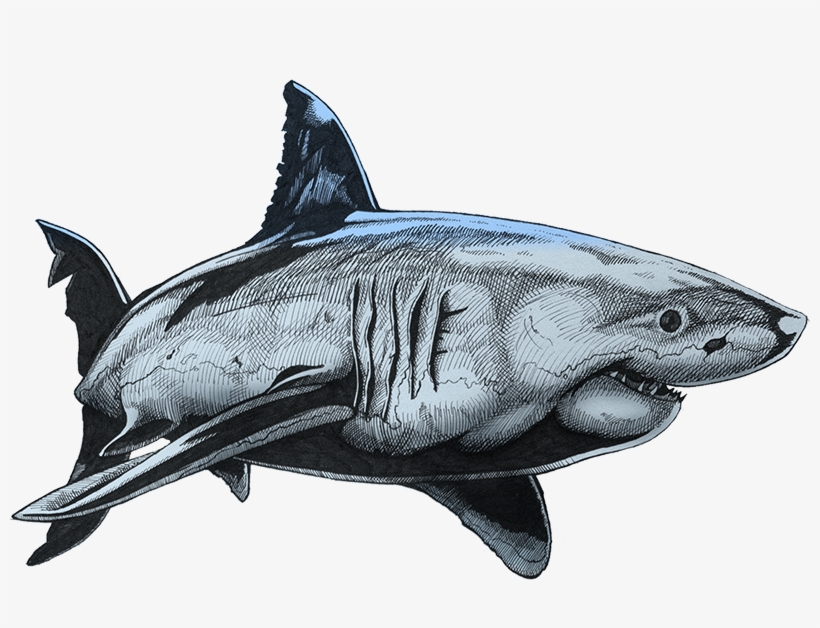 Base Colour - Shark, transparent png download