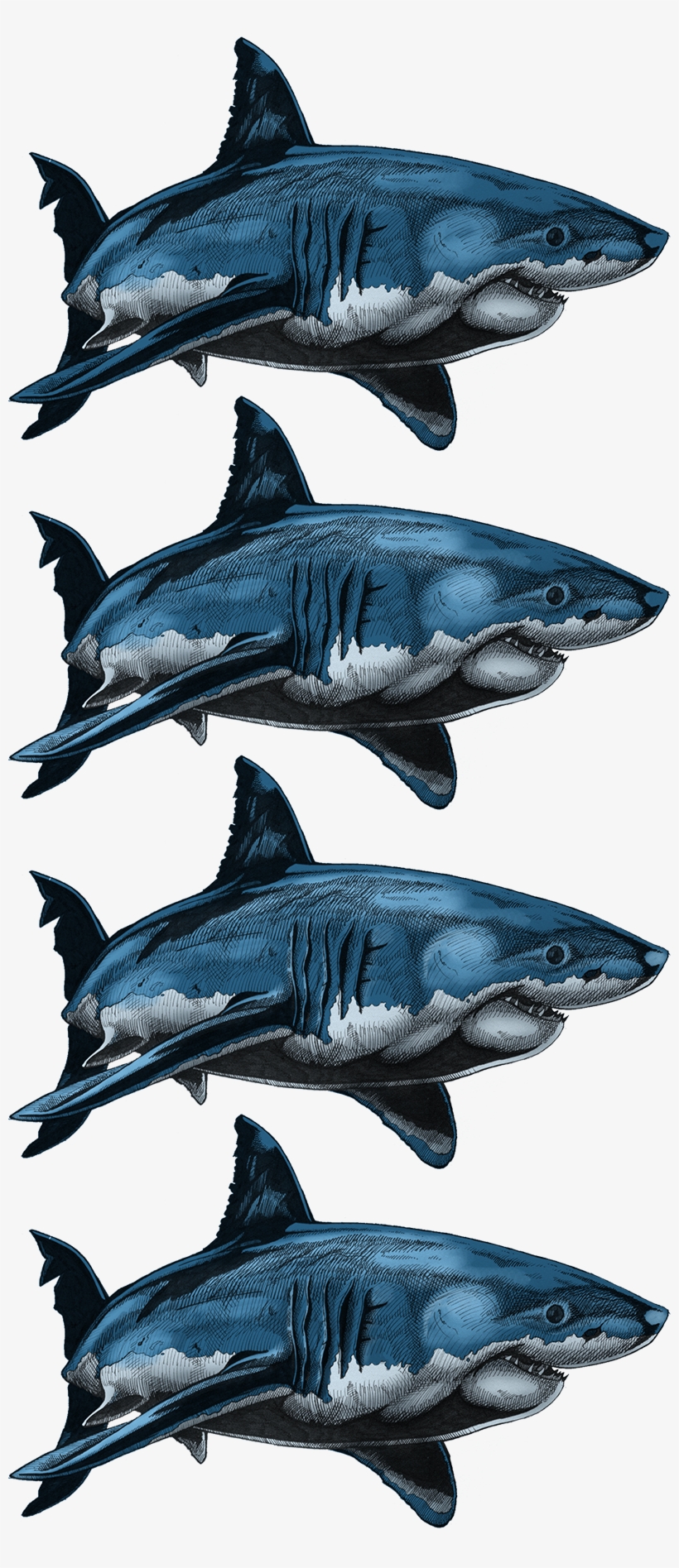 Colouring Samples - Atlantic Blue Marlin, transparent png download