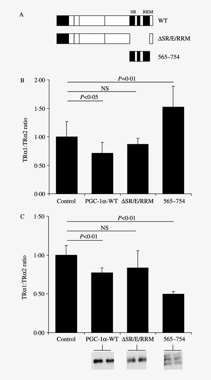 Pgc 1a Dsr/e/rrm Lacks The Putative Rna Processing - Diagram, transparent png download