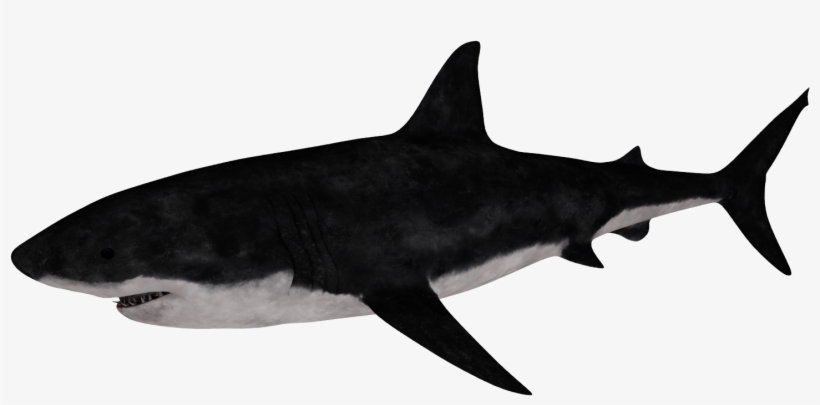 Great White Shark - Requiem Shark, transparent png download