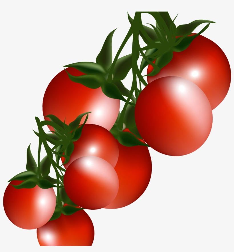 Tomato Plant Clip Art - Tomatoes Clipart, transparent png download