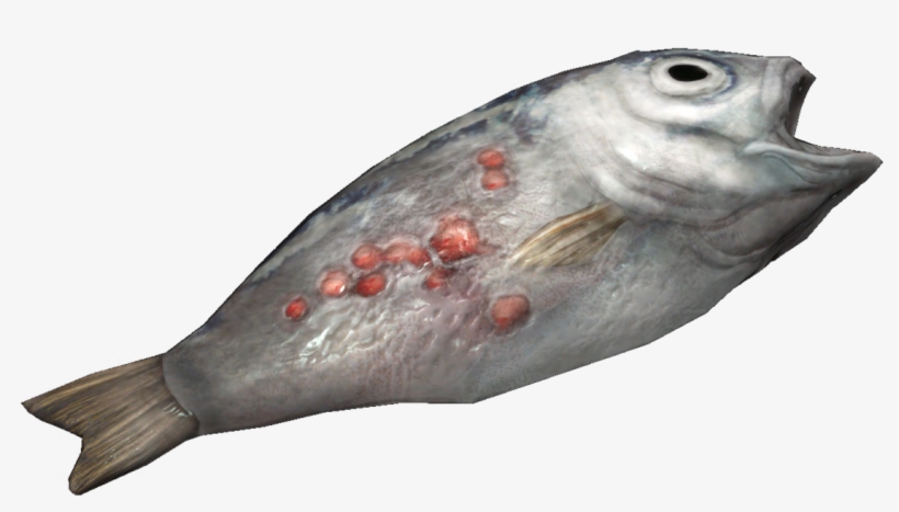 Fish - Marine Biology, transparent png download