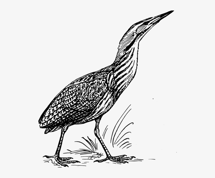 Stanley Cup Clip Art - Bittern Bird Cartoon, transparent png download