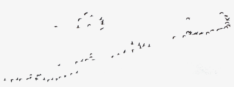 1024 X 338 1 - Flock Of Geese Png, transparent png download
