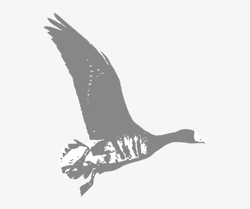 Spec - Seabird, transparent png download