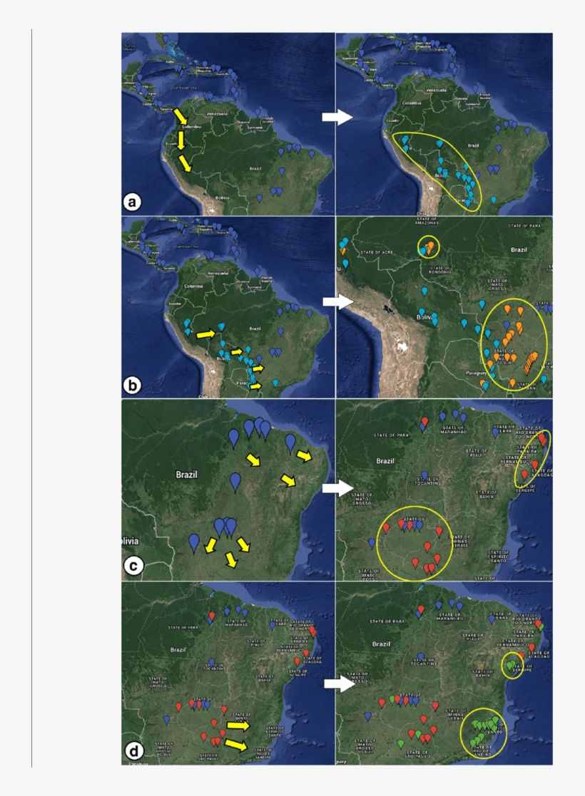 Dispersion Processes Of Nasutitermes Corniger In South - Atlas, transparent png download