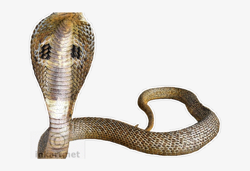 Snek Photo Hd Png, transparent png download