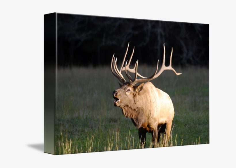 Picture Free Library Bugling By Warren Price - Great Smoky Mountains, transparent png download