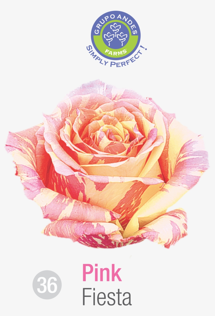 Rosa Variedad Fiesta Grupo Andes Farms - Variedad De Rosa Salma, transparent png download