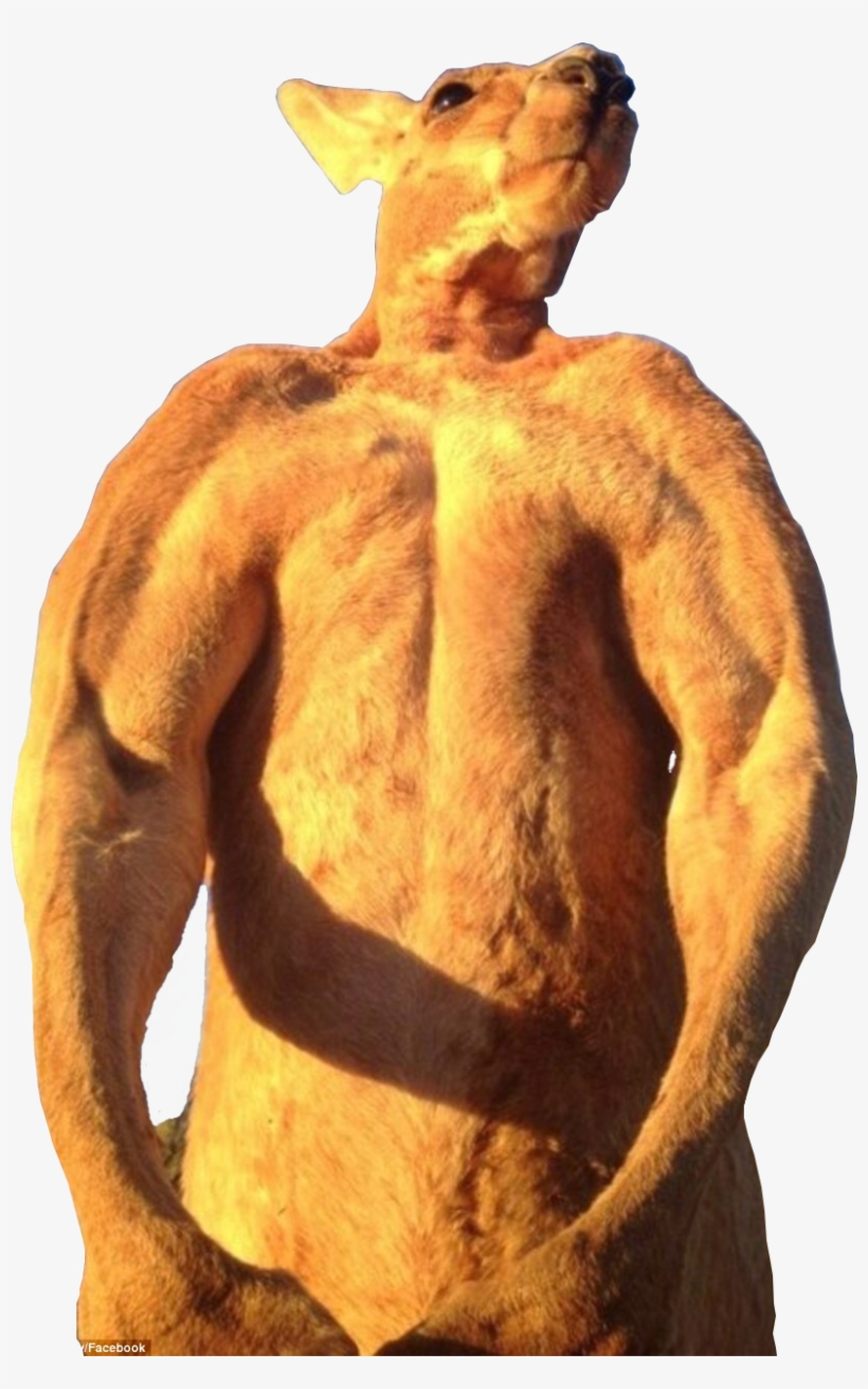 Animalroger The Alpha From The Kangaroo - Kangaroo Gains, transparent png download