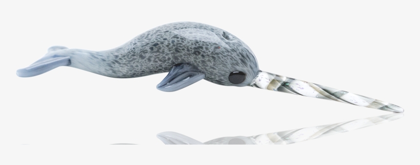 Collection - Humpback Whale, transparent png download