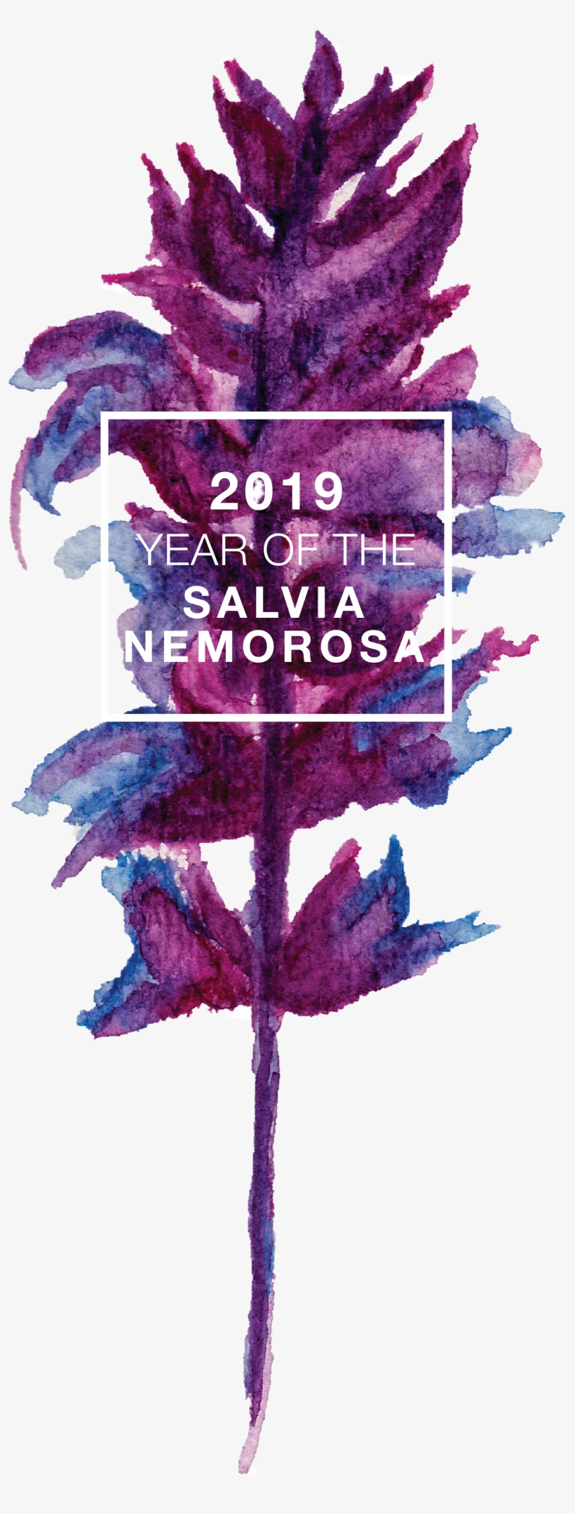 Click Here To Download The Year Of The Salvia Logo - Getting Ready For 2019, transparent png download