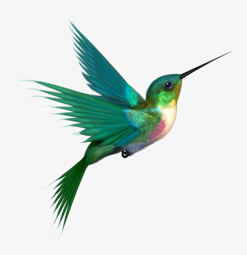 Multicolored Bird Png Picture - Hummingbird Png, transparent png download