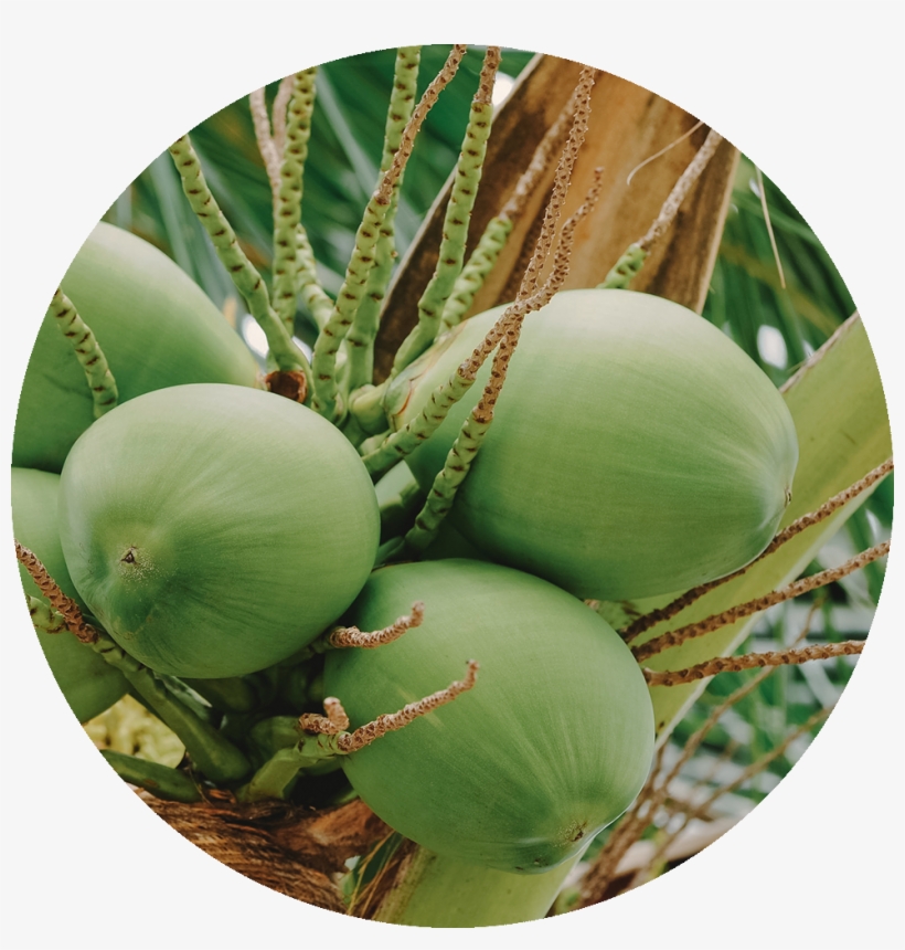 Coconut Palm PNG Image | Transparent PNG Free Download on SeekPNG