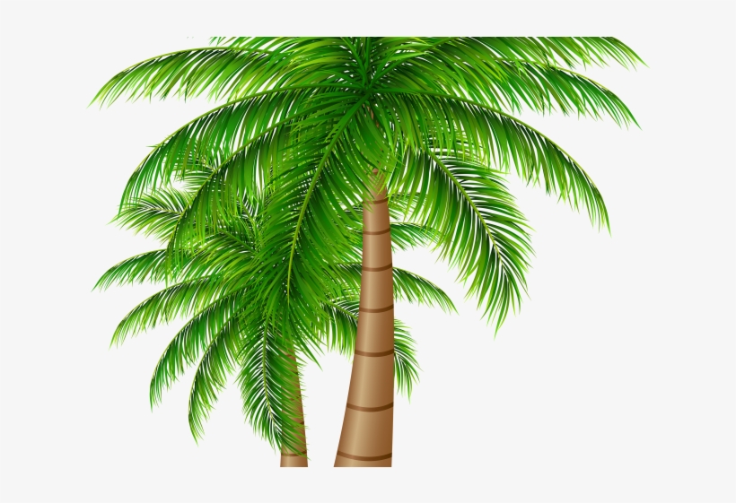 Palm Tree, transparent png download