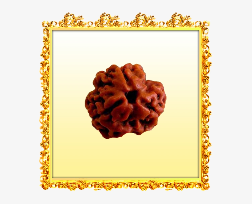 Buy 3 Mukhi Rudraksha Online - Trimukhi Rudraksha Price, transparent png download
